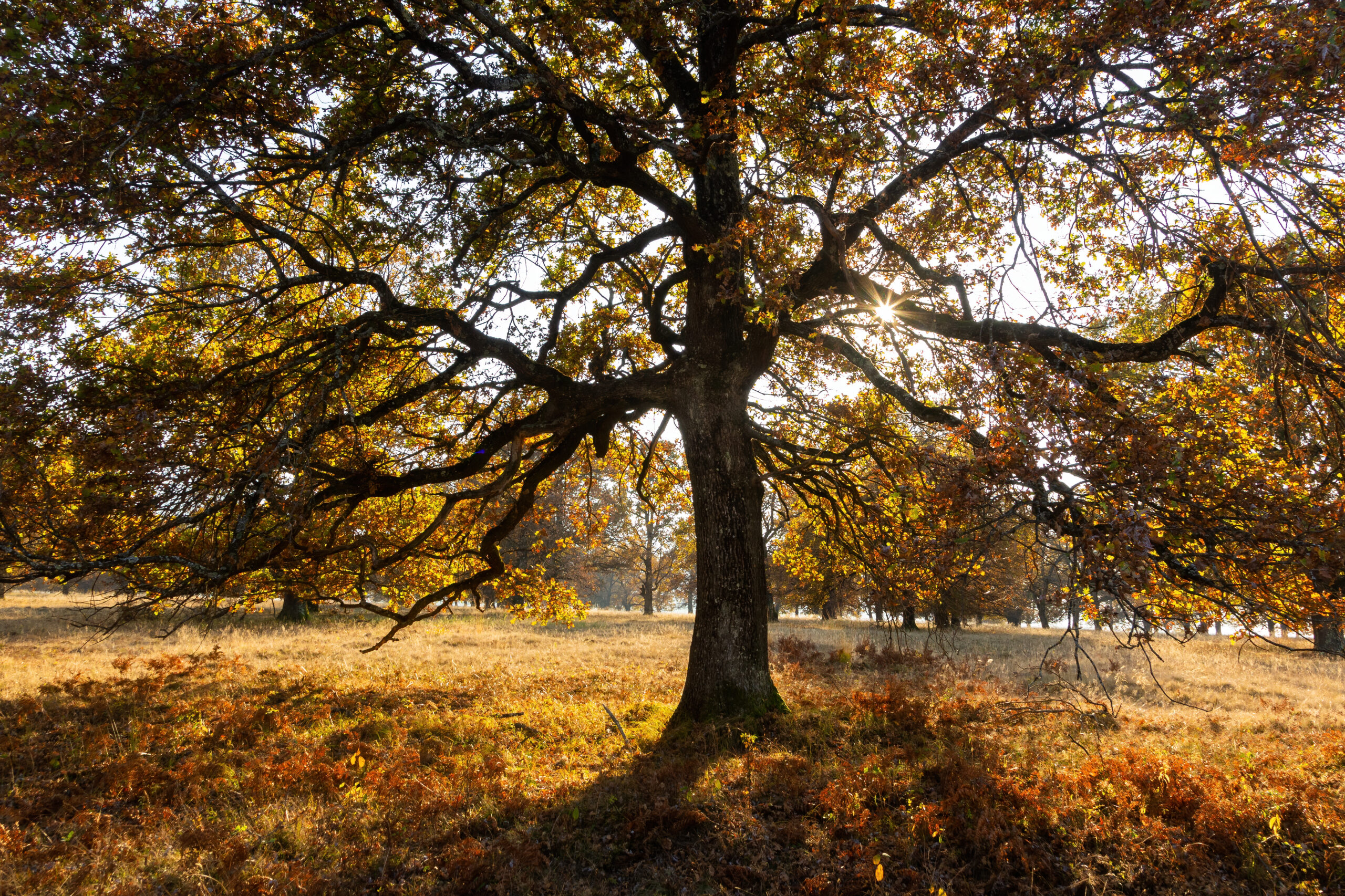 Majestic european oak, quercus robur, with large branches growing on a meadow in autumn. Sun shining through orange leaves of a massive tree in wilderness.